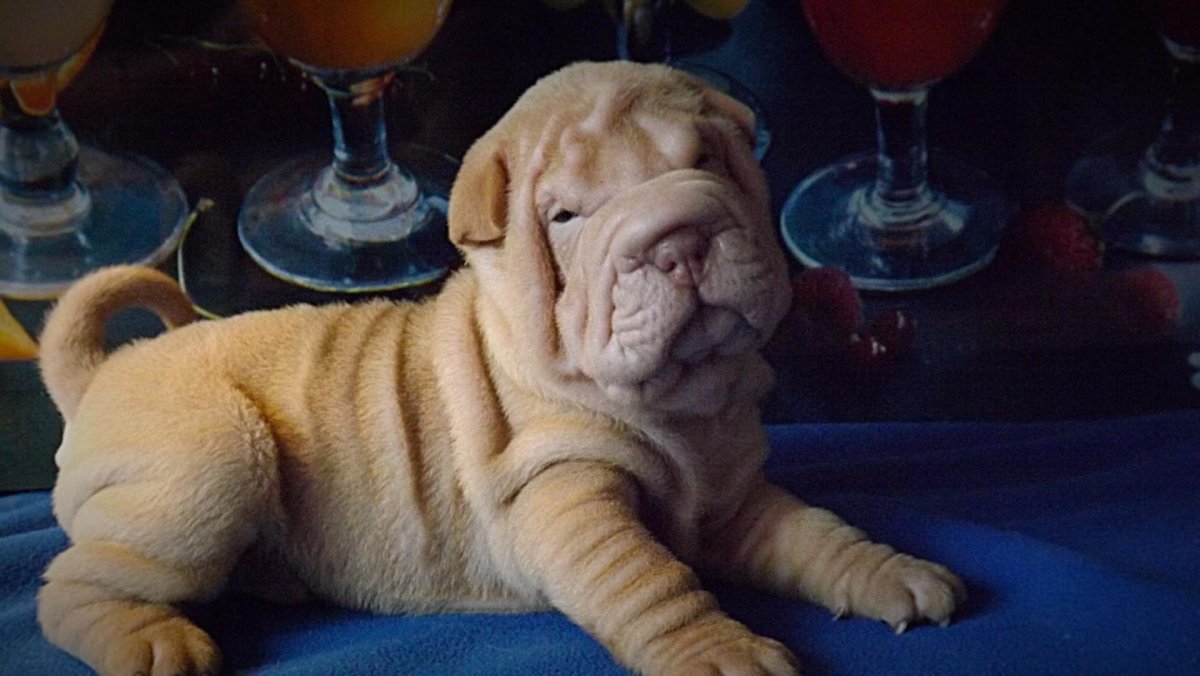 Шарпей абрикосовый дельют