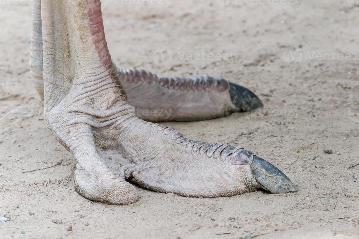 Африканский страус лапы