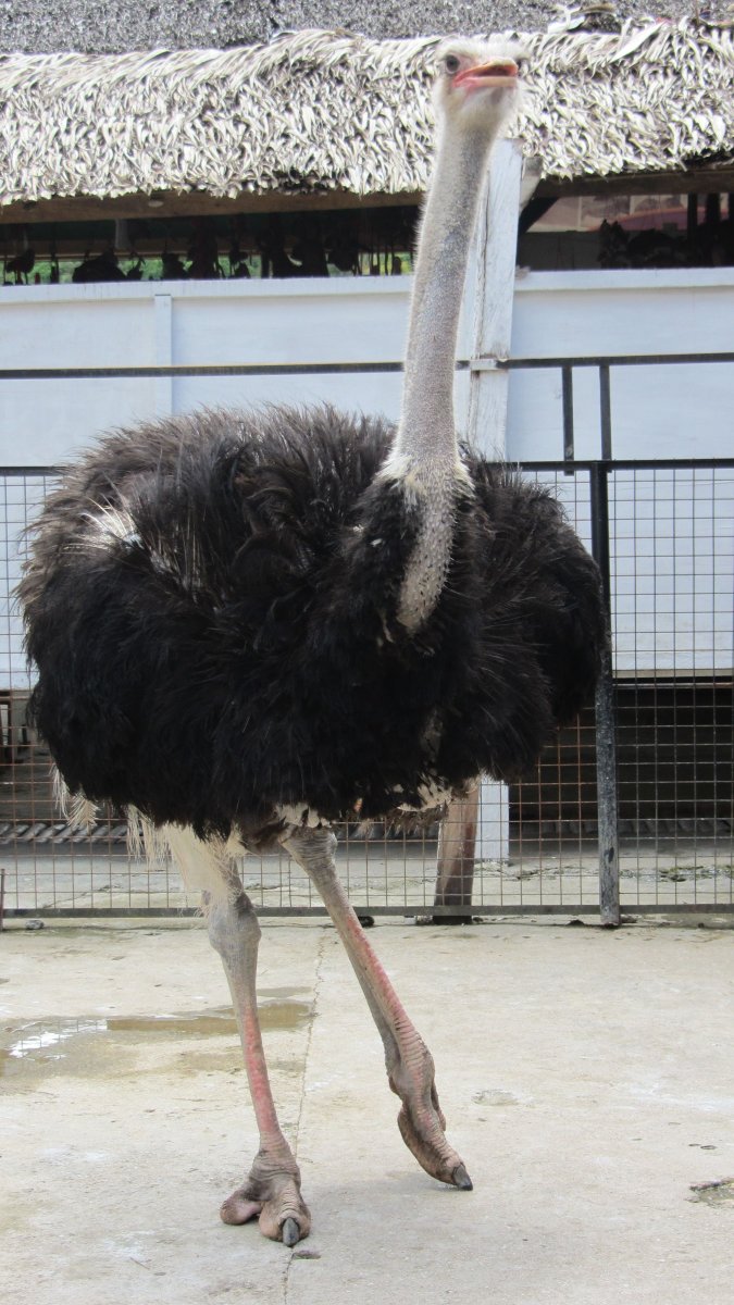 Карликовый страус