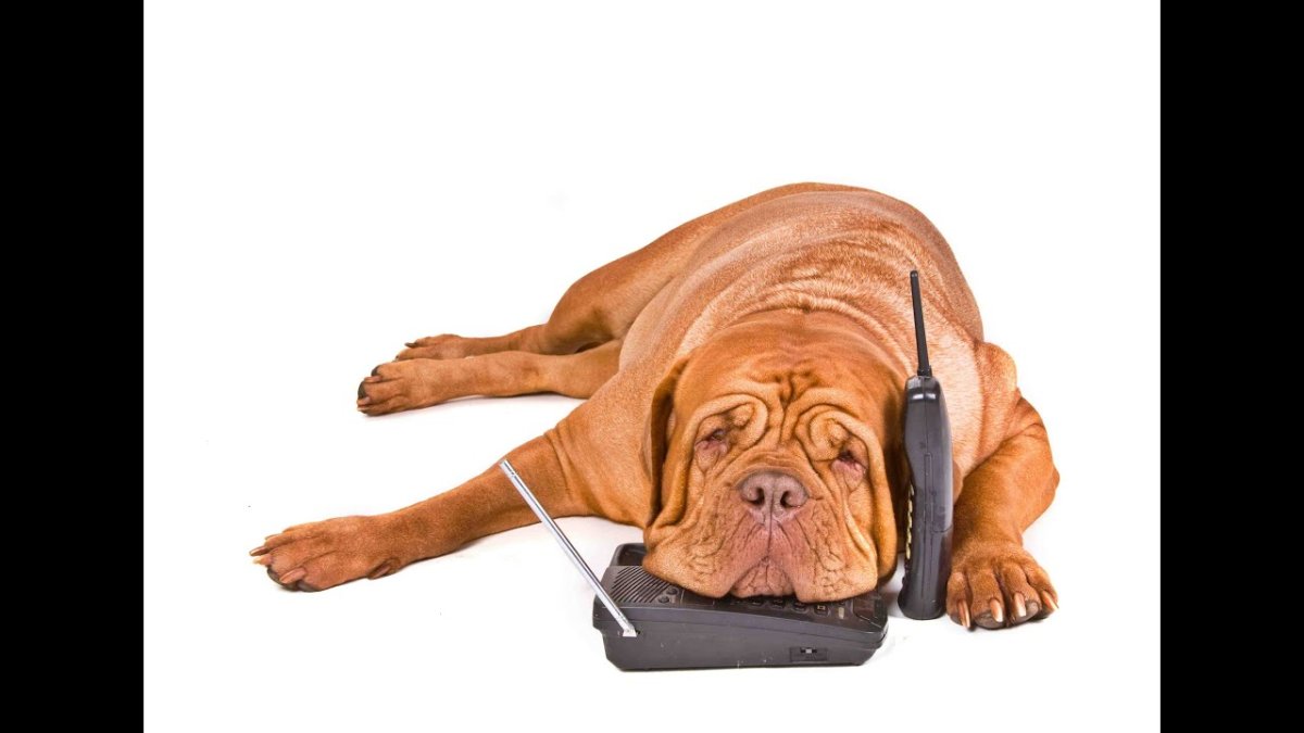 Собака с телефоном