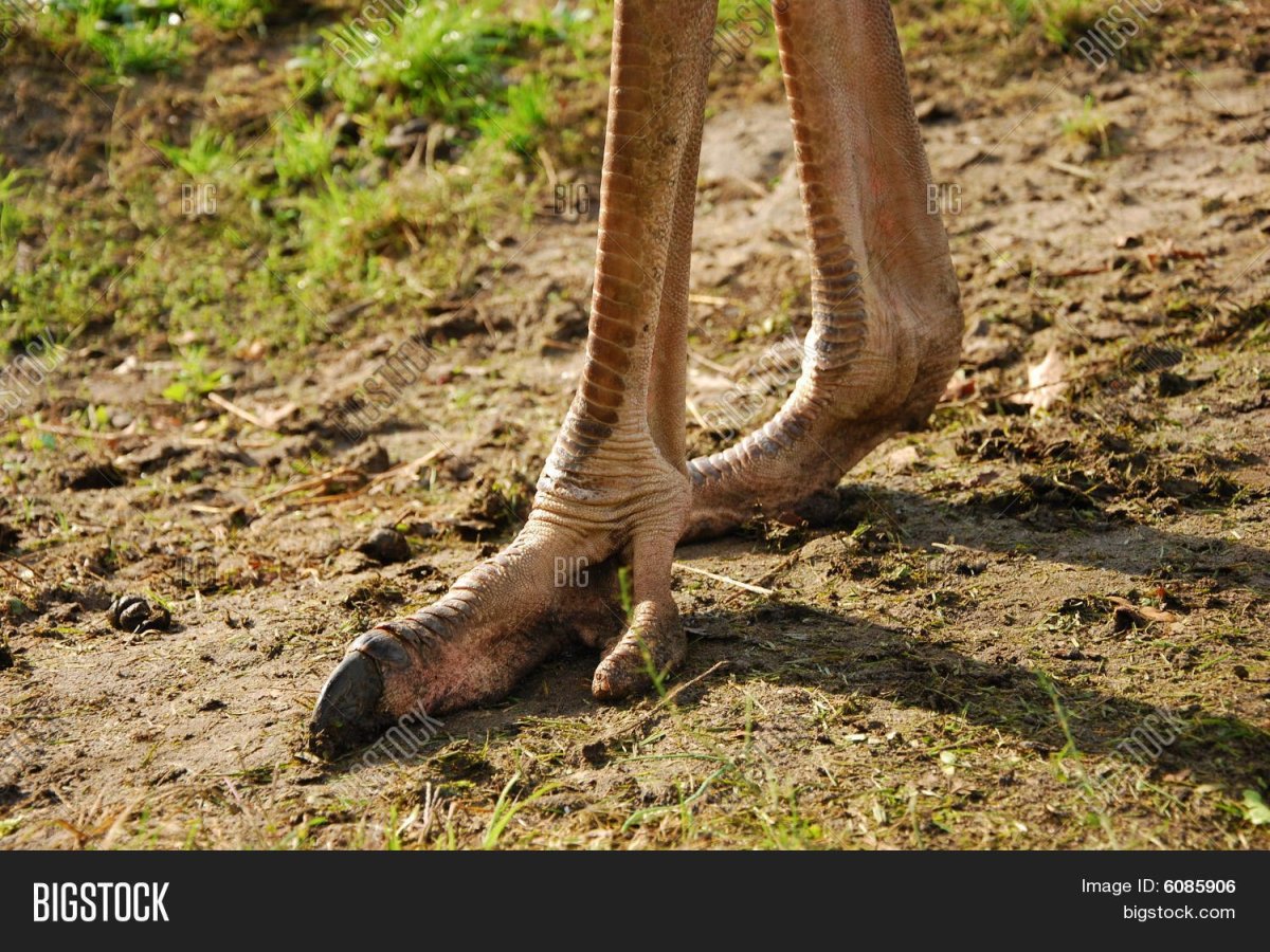 Африканский страус лапы