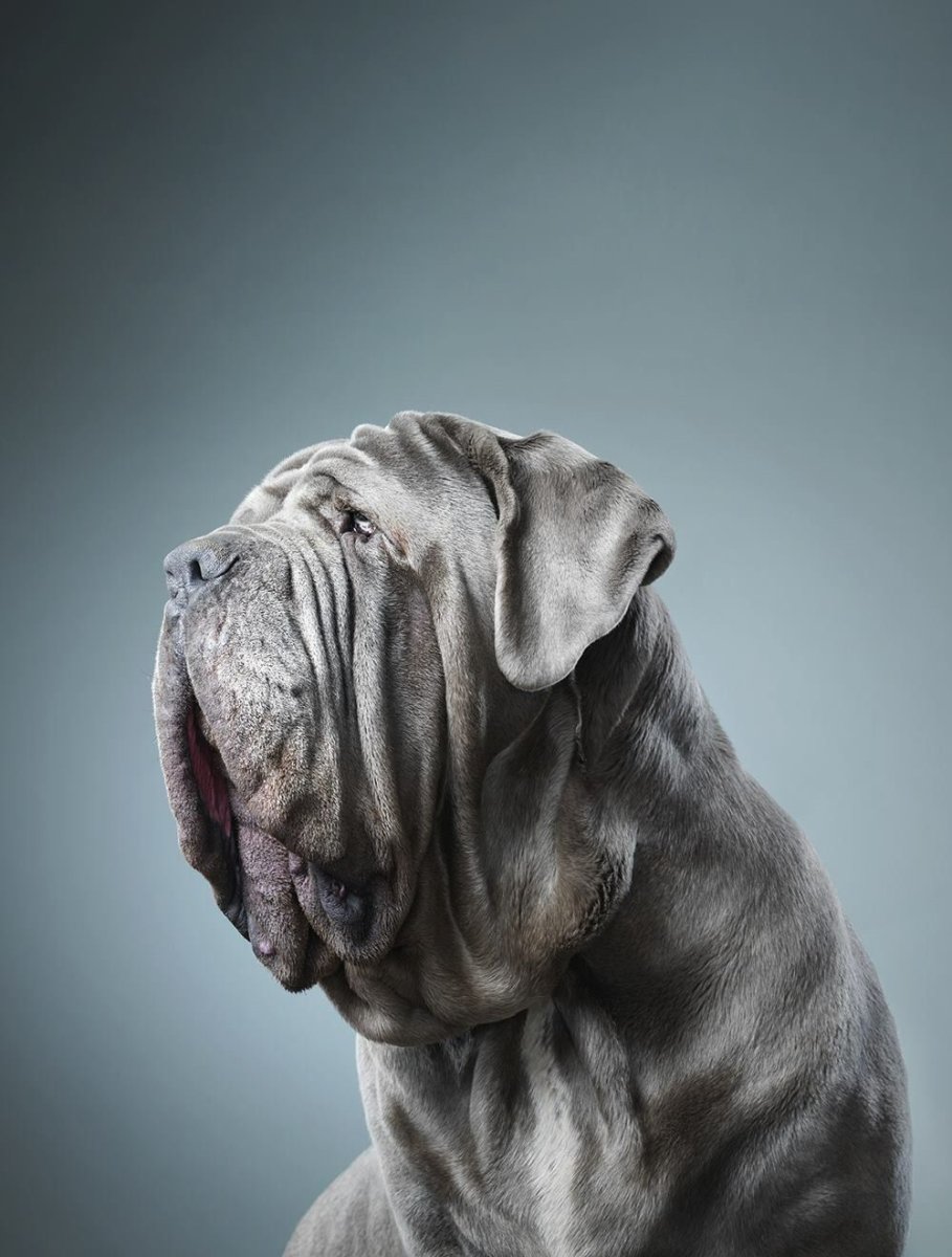 Мастино неаполитано махагон