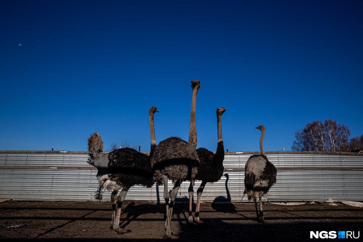 Статуя три страуса купить