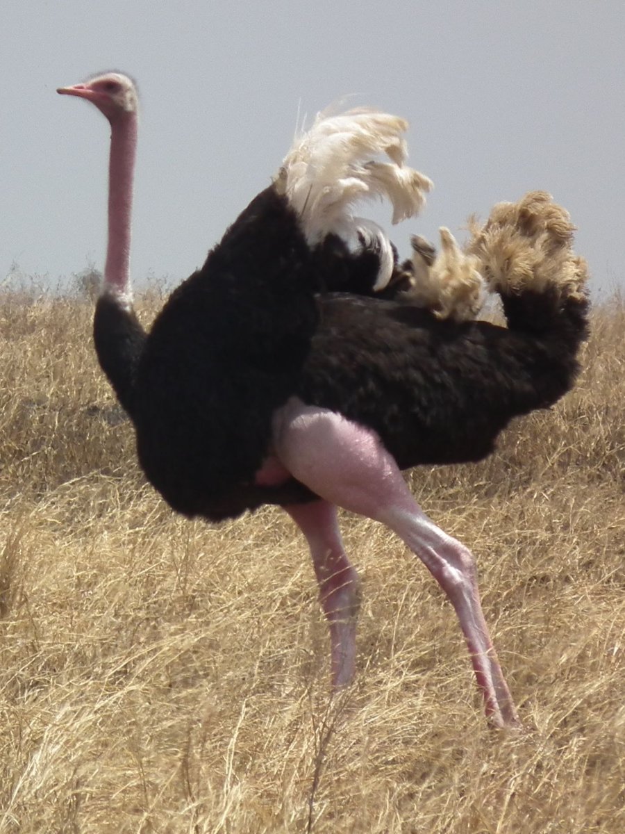 Ноги африканского страуса