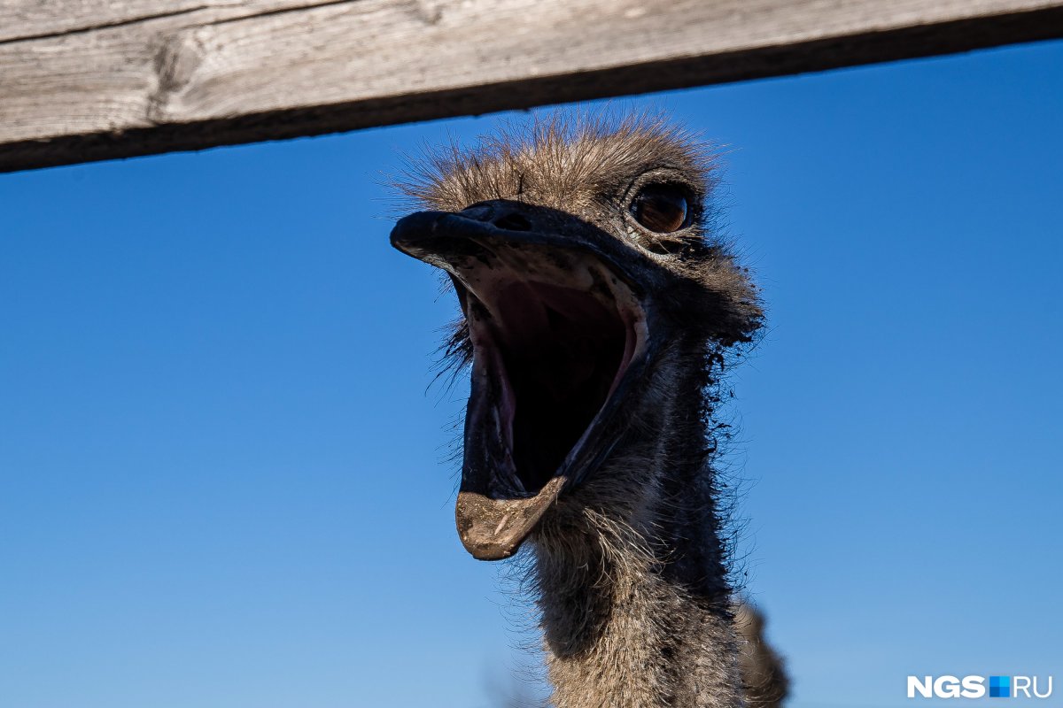 Страус в Новосибирском зоопарке есть