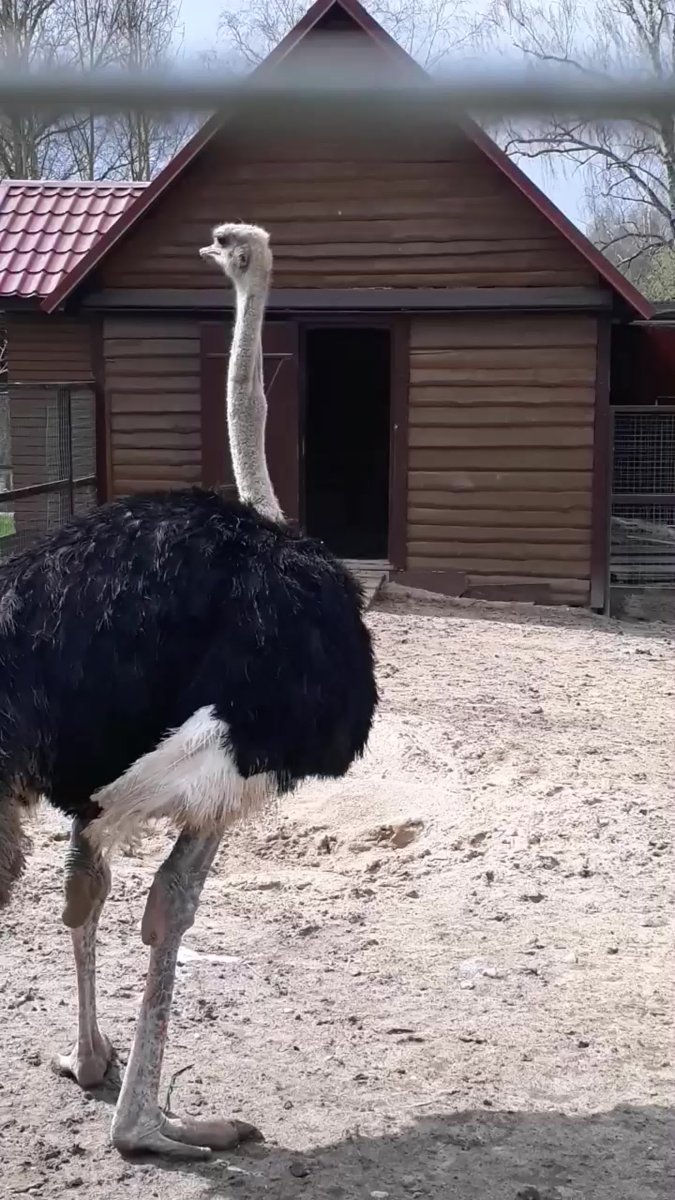 Инстаграм страусихи