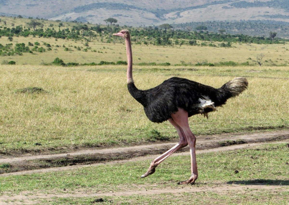 Африканский страус в саванне