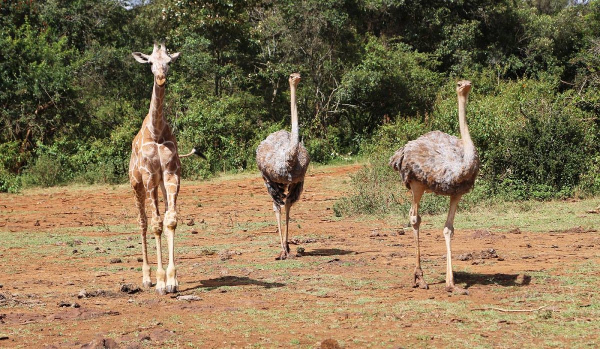 Страус и Жираф