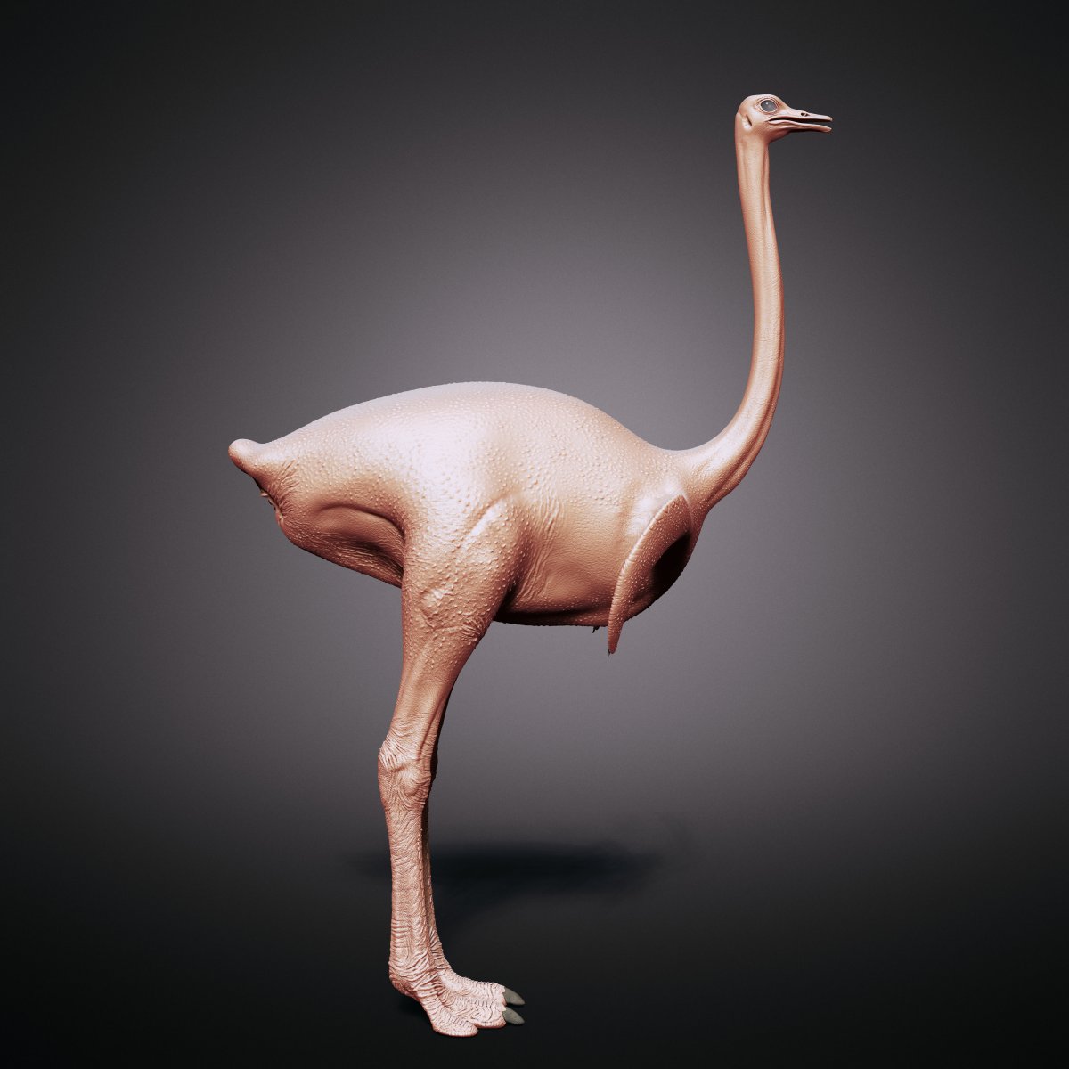 Страусообразные анатомия