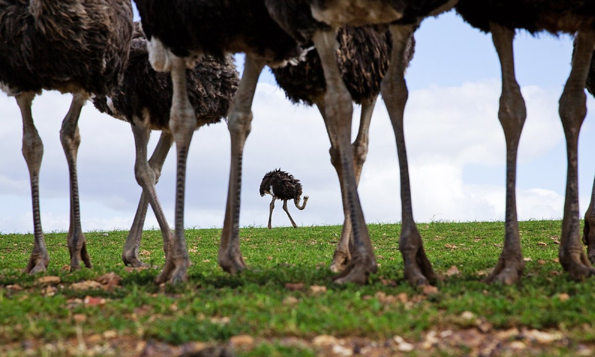 Ноги африканского страуса