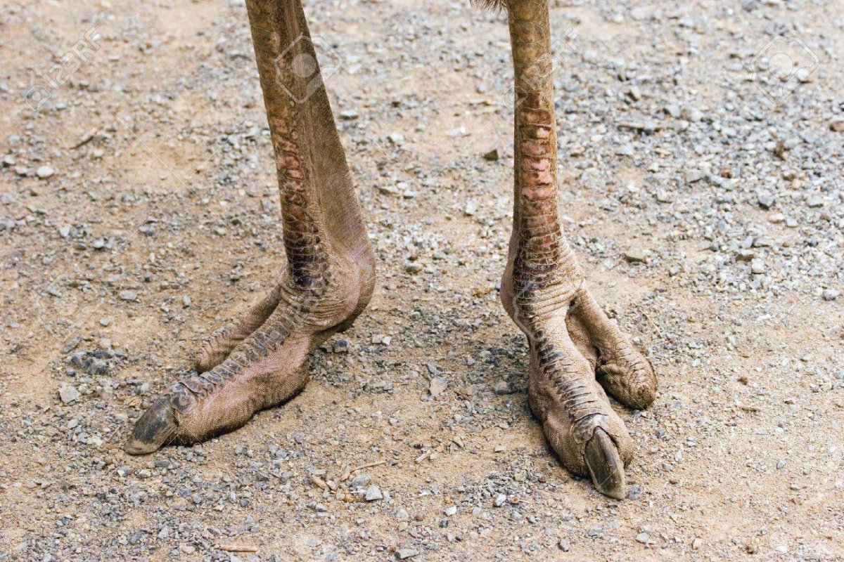 Африканский страус лапы