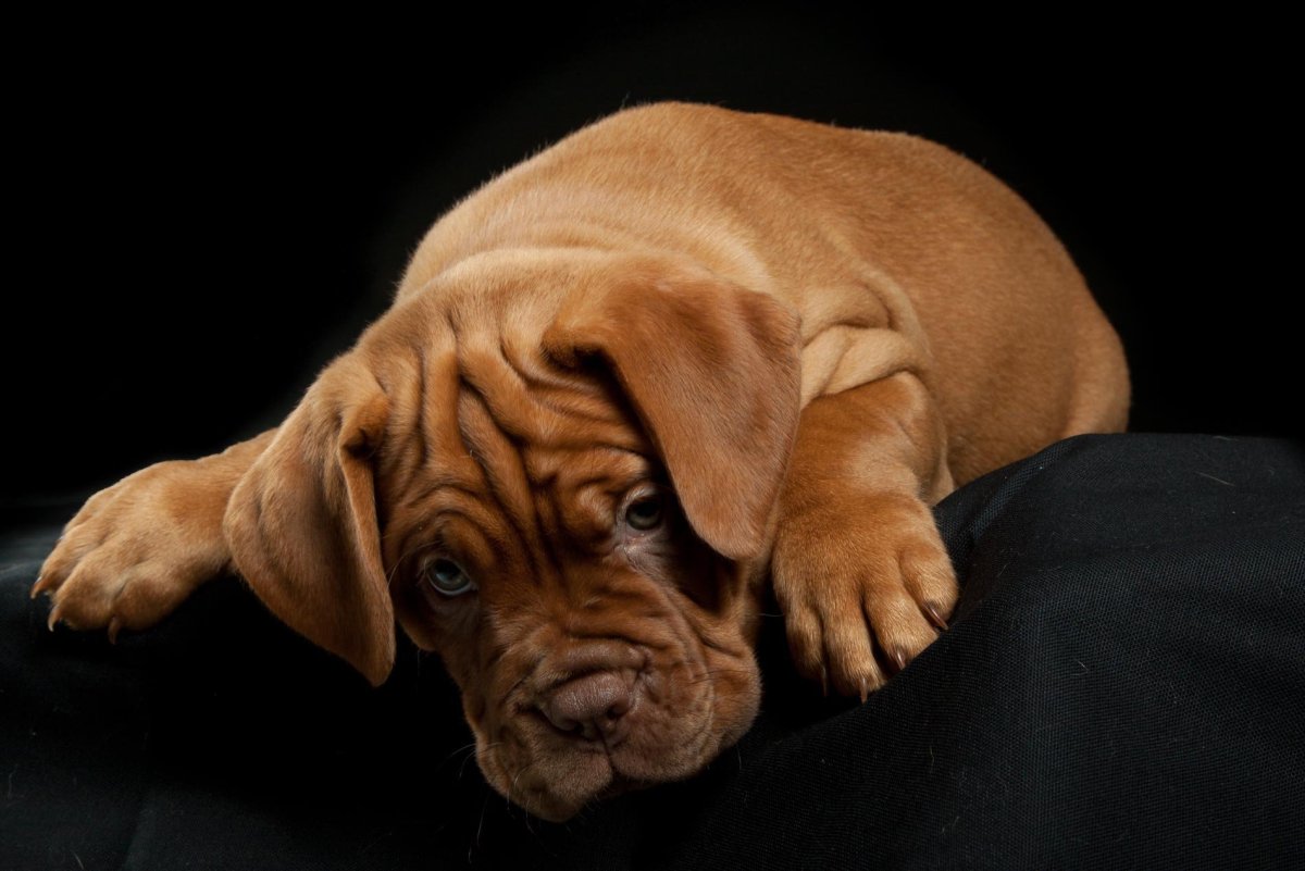 Порода бладхаунд