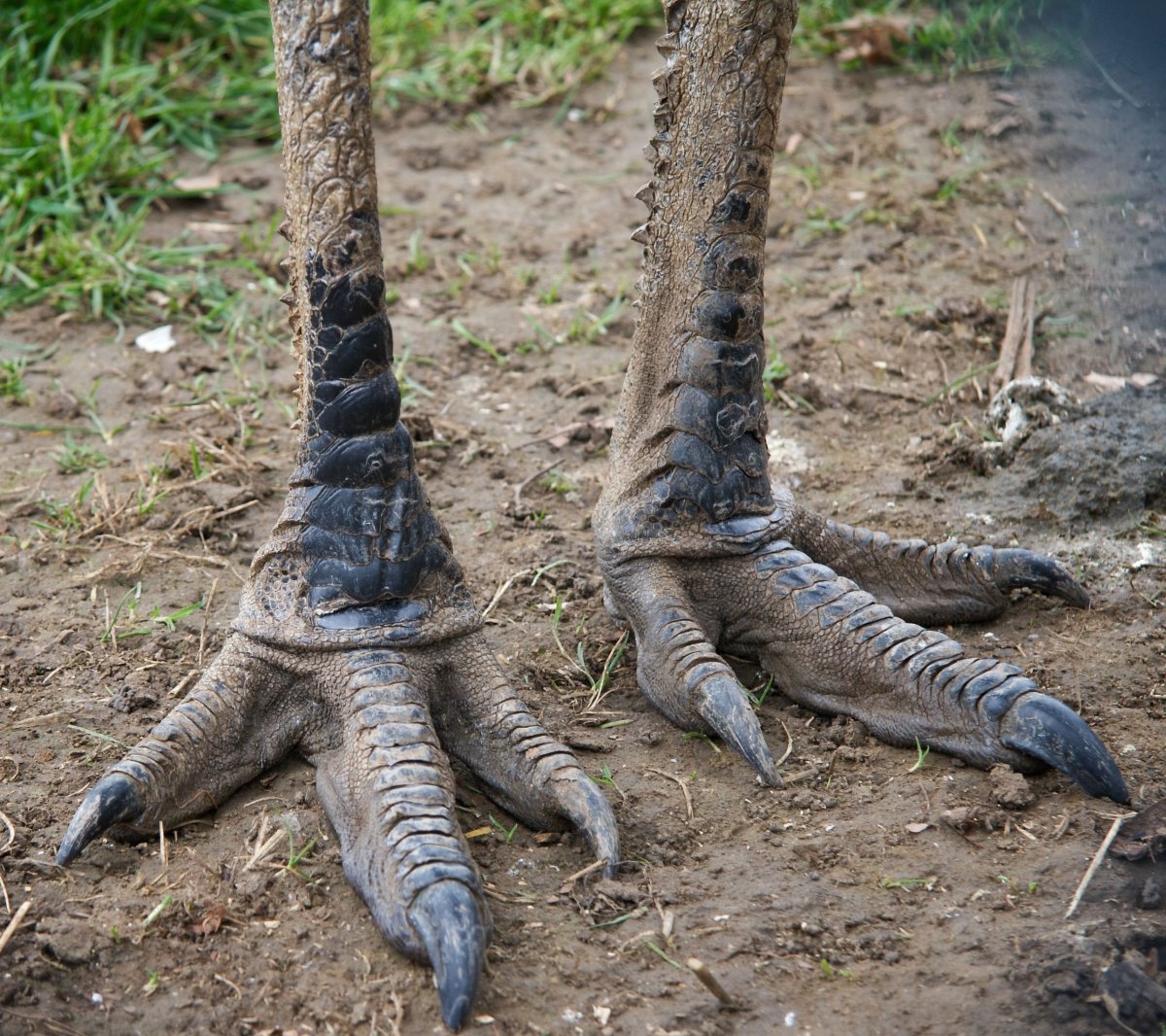 Страус эму нанду казуар