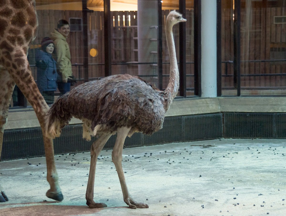 Страус в Московском зоопарке