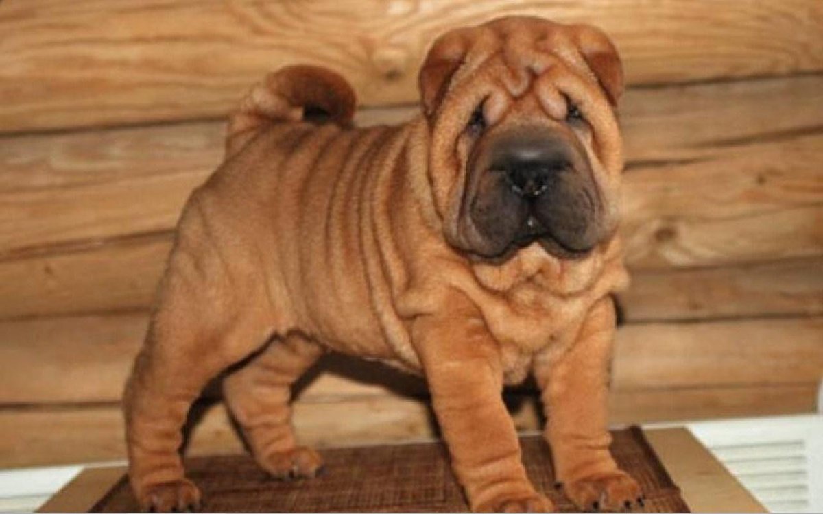 Китайский шарпей