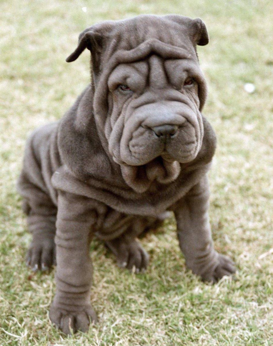 Порода шарпей