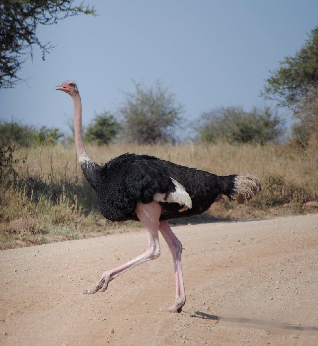 Ноги африканского страуса