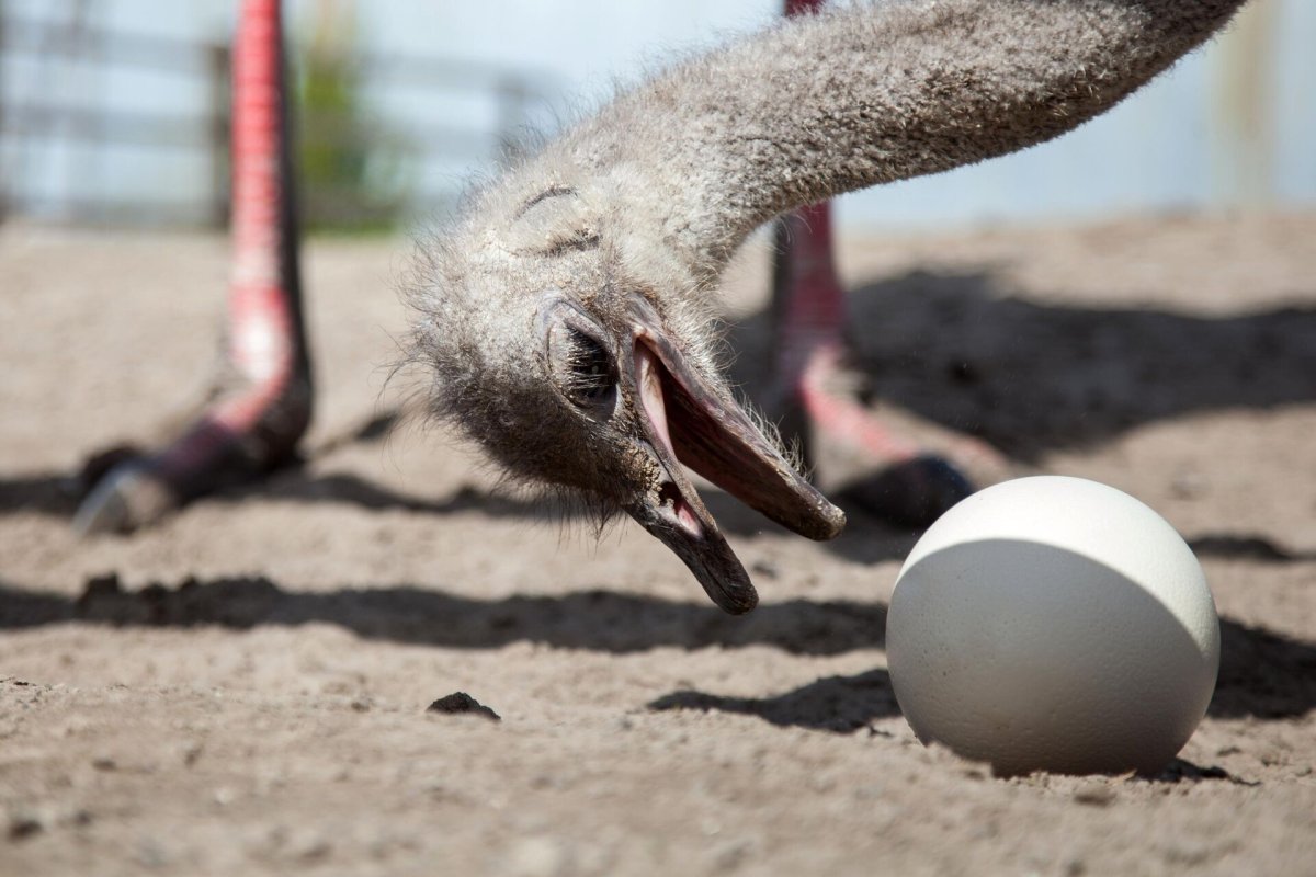 Яйцо черного африканского страуса