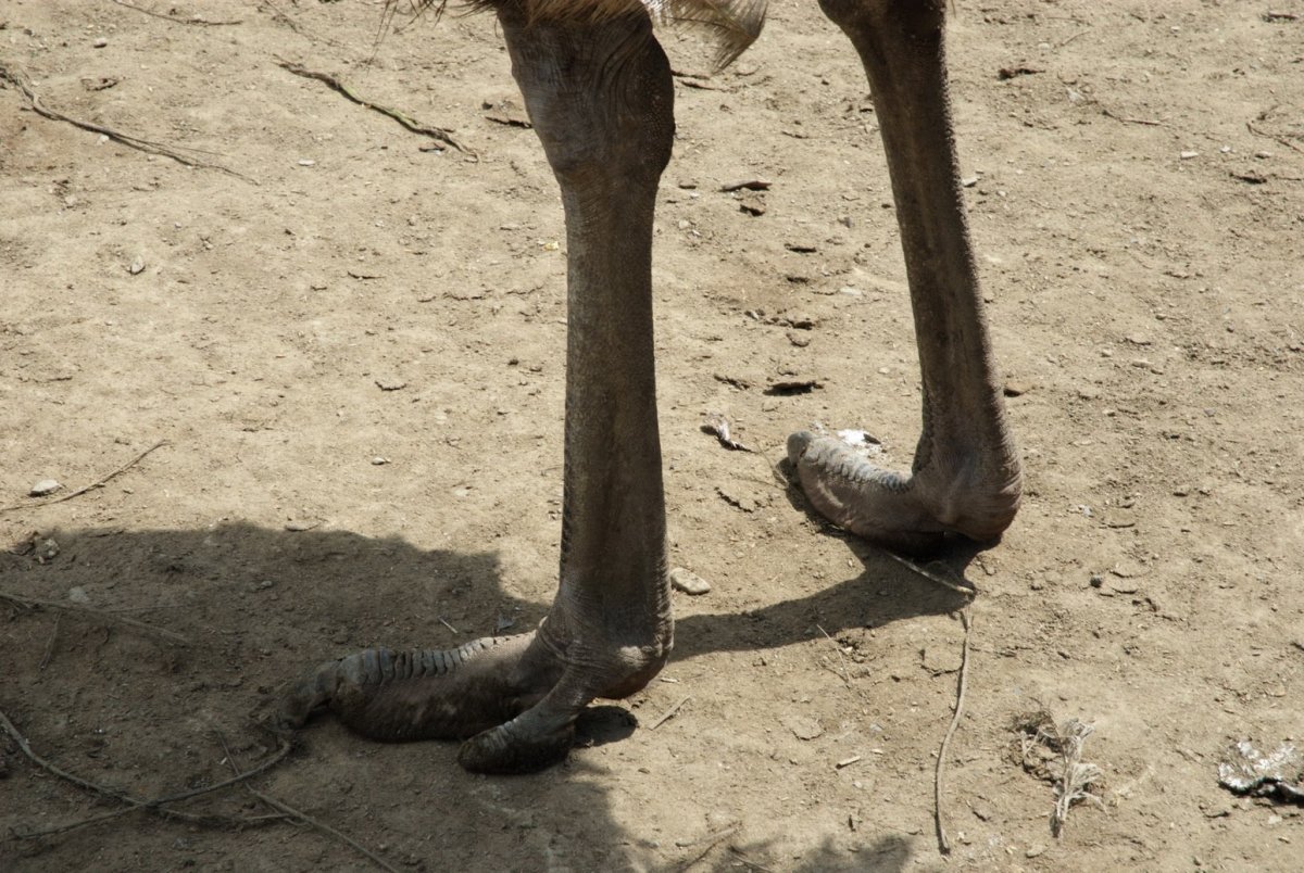 Следы страуса