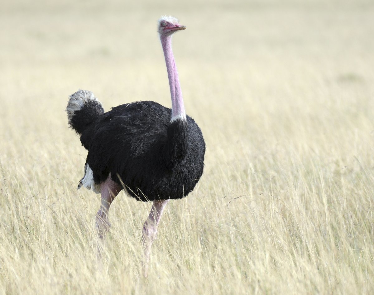 Африканский страус рост