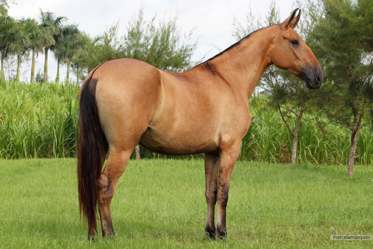 Саврасая масть