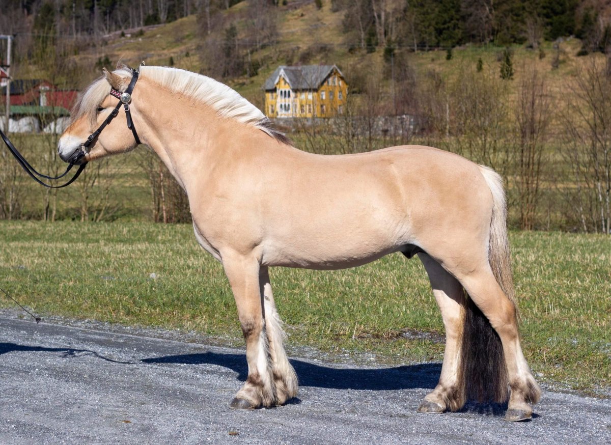 Саврасая масть