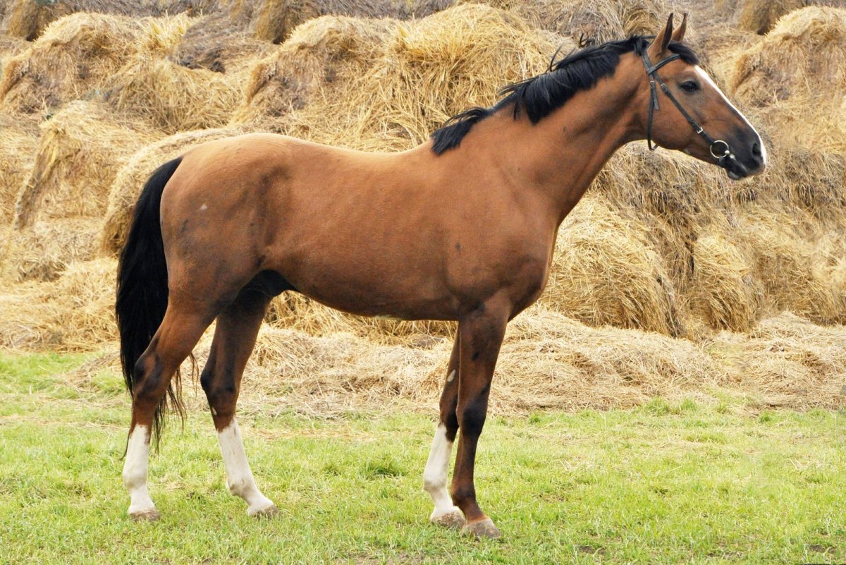 Каурая масть лошади