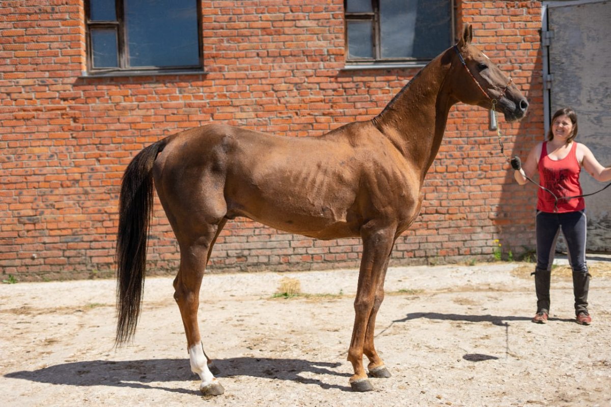 Первые лошади