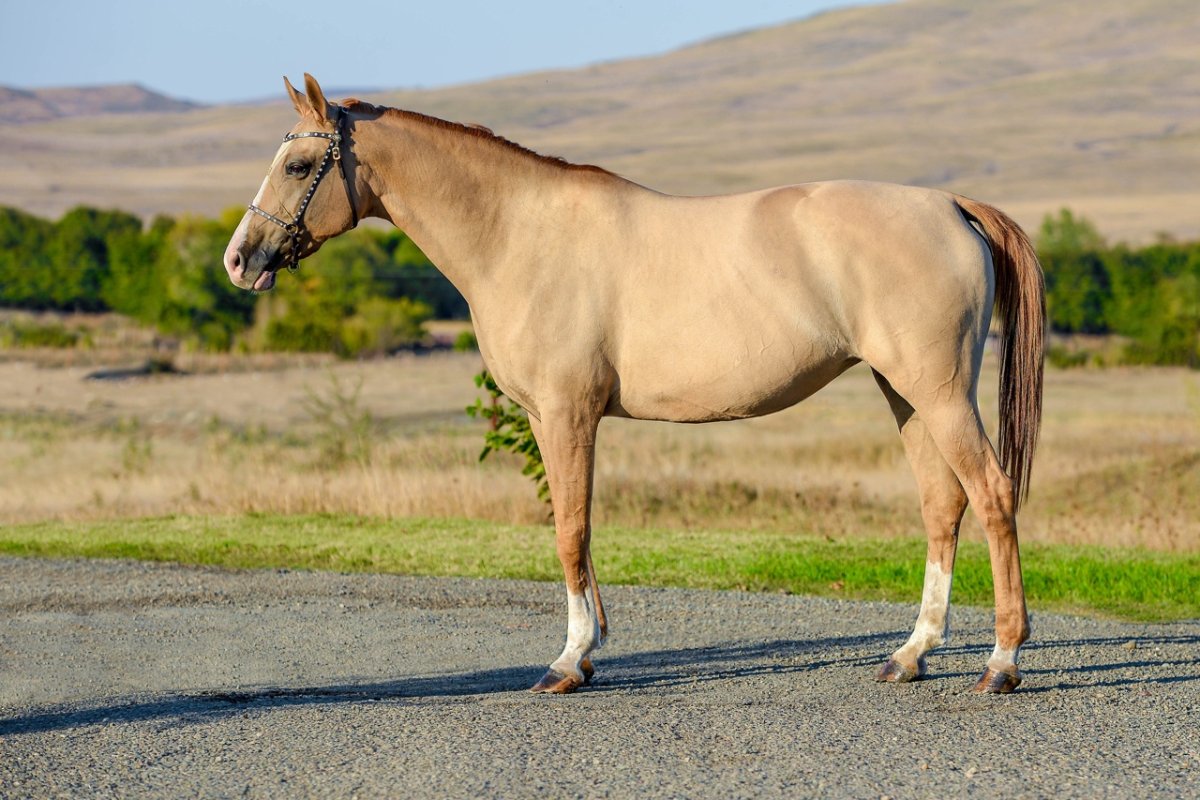 Каурая масть лошади