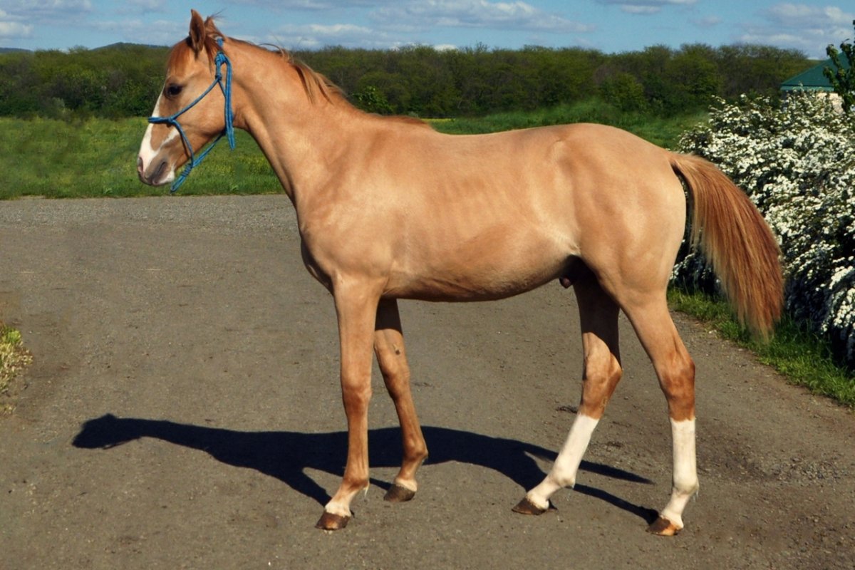 Саврасость у лошади