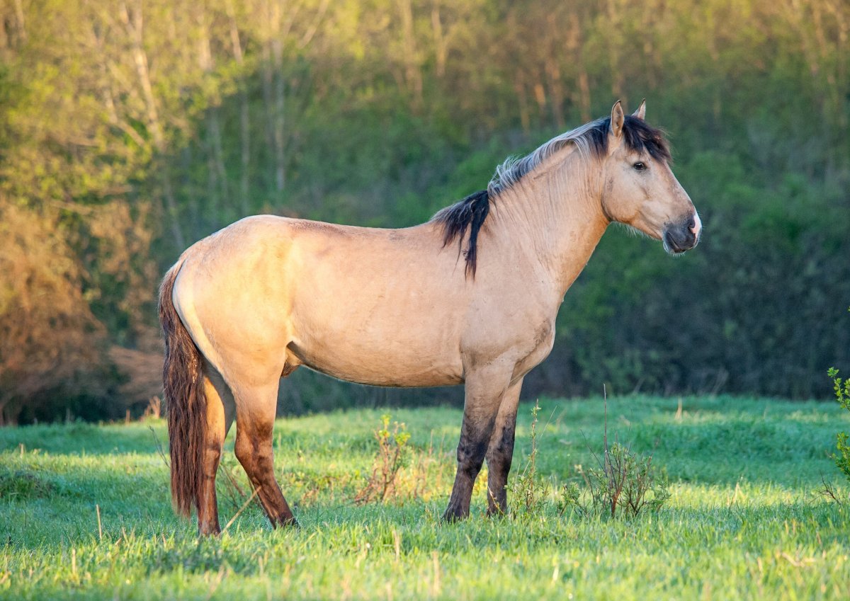 Башкирская порода лошадей