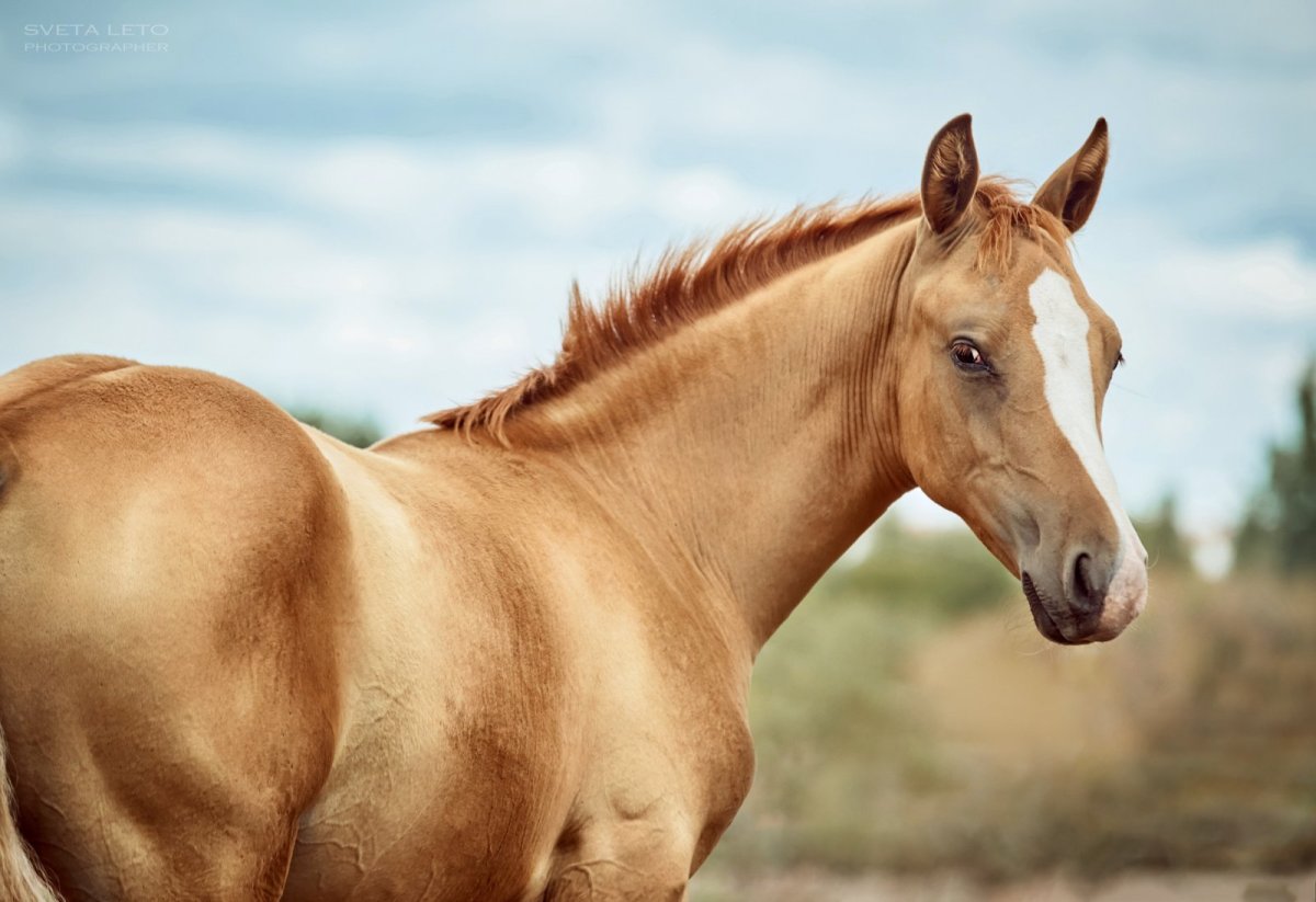 Донская лошадь масти