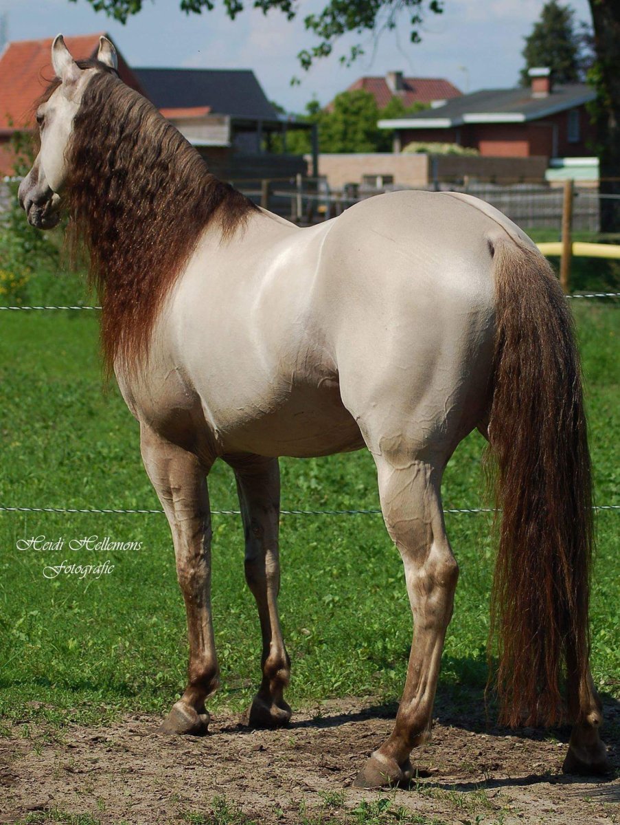 Пегая Андалузская лошадь