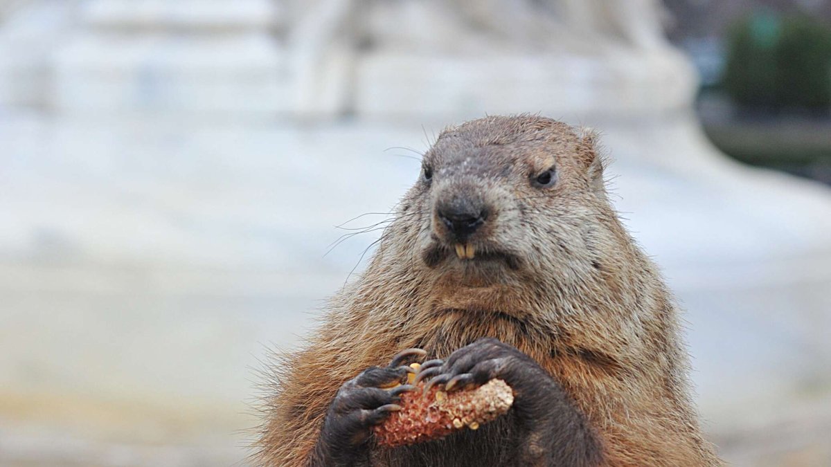 Уайртонский Вилли сурок