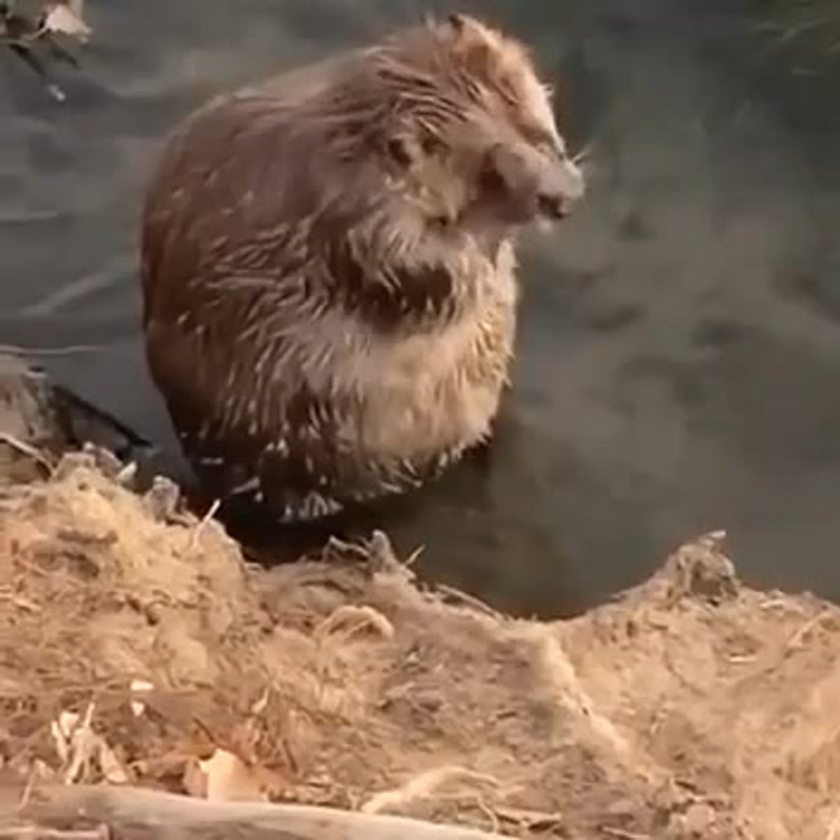 Бобер купается