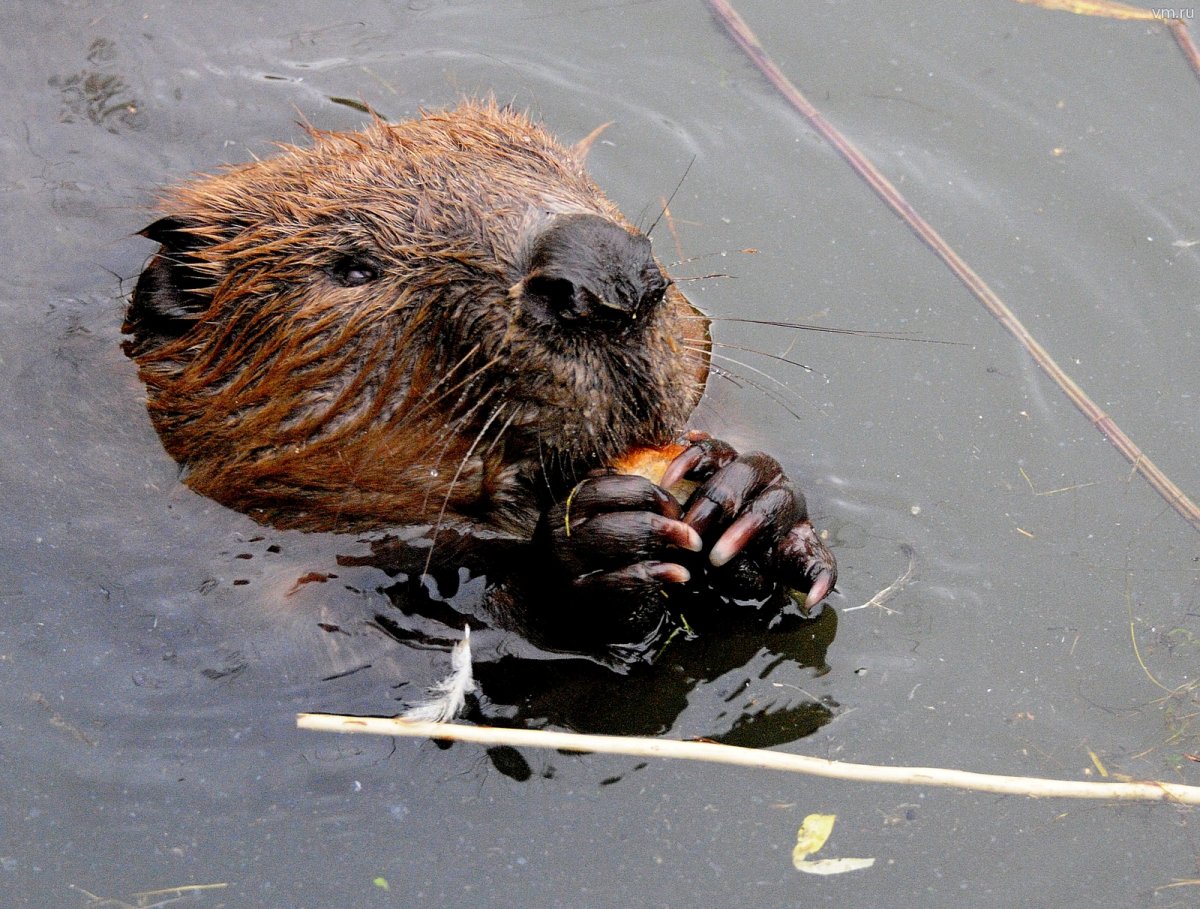 Обыкновенный Бобр