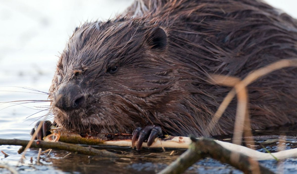 Речной Бобр Западносибирский подвид