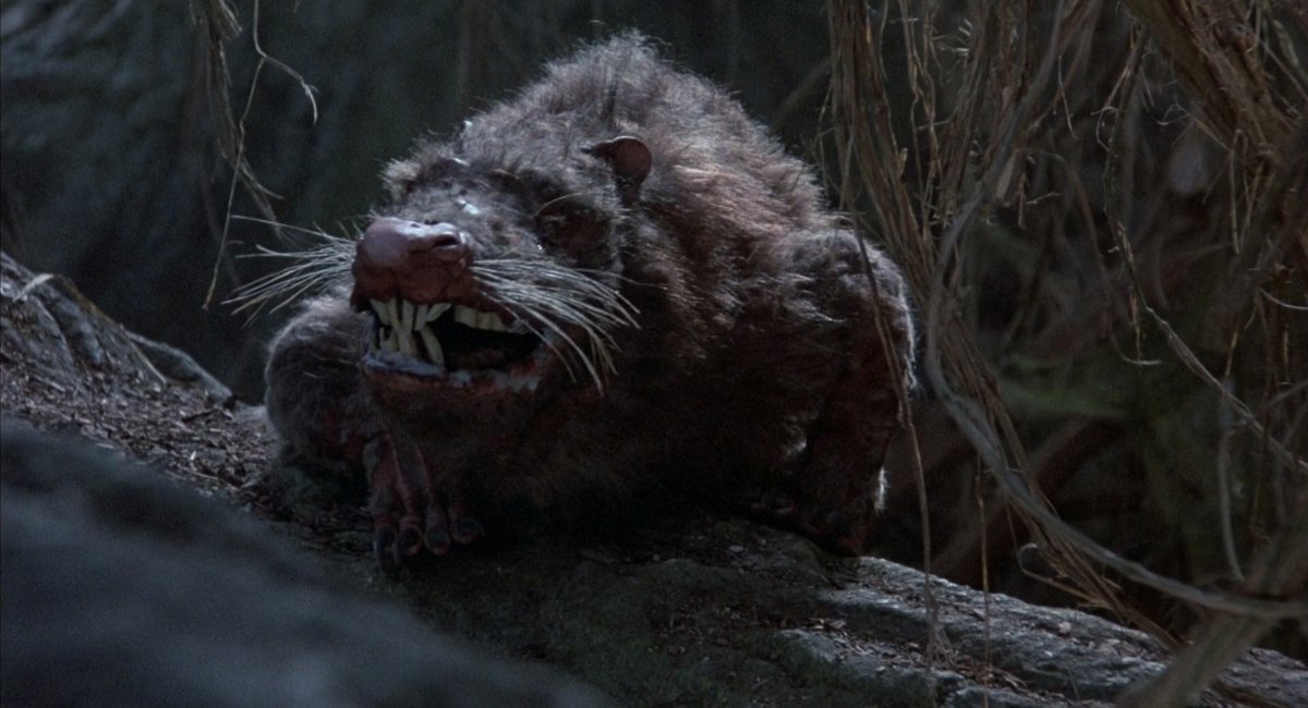 Крыса Дикая