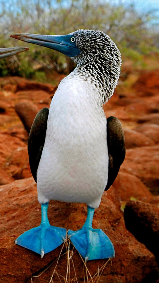 Птица голубая клуша