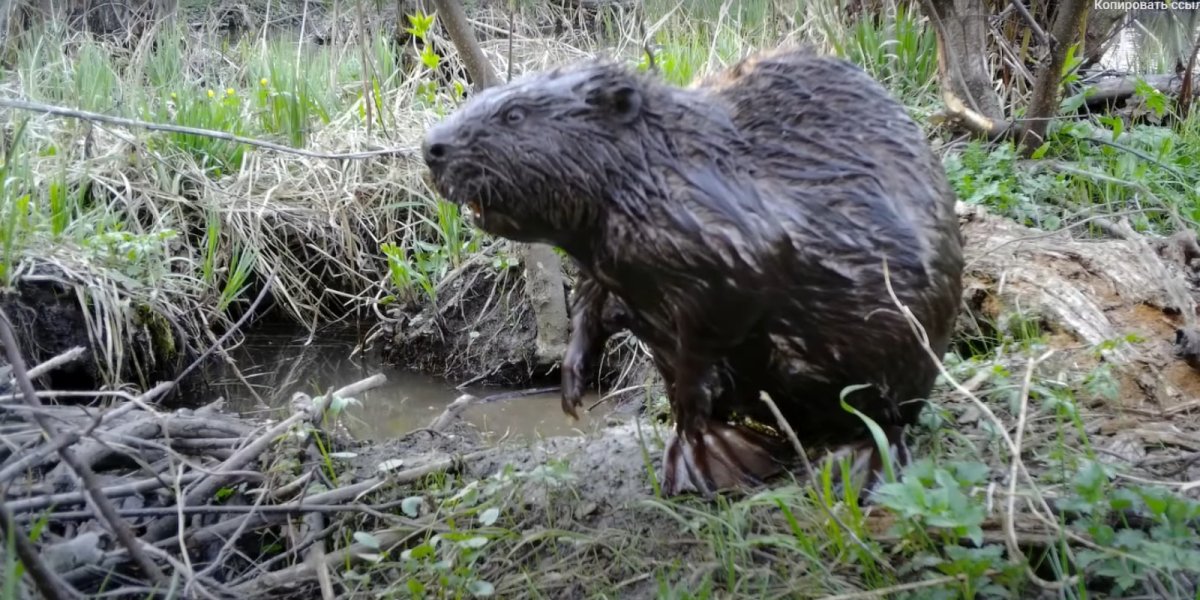 Речной Бобр хатки
