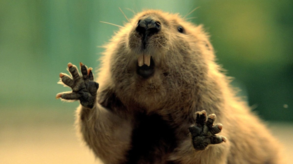 Удивленный Бобр