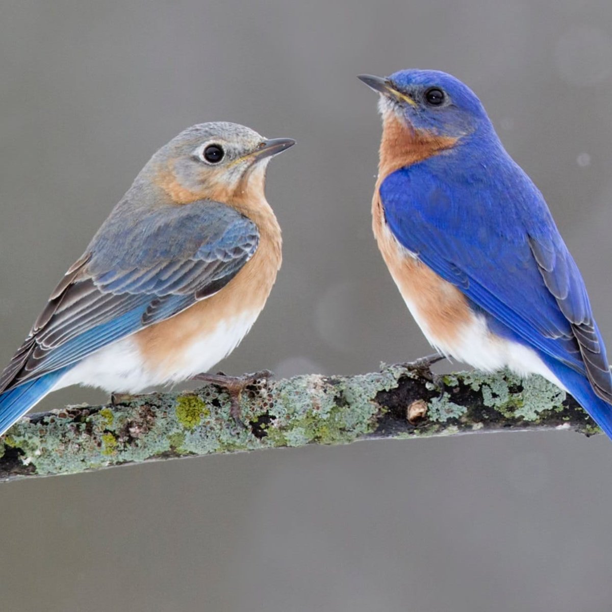 Птичка с синими лапками