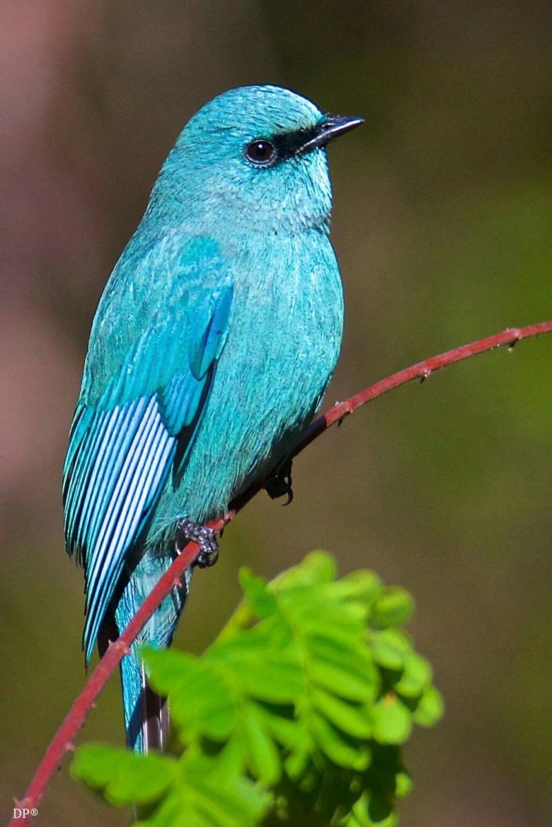 Птица бирюзового цвета