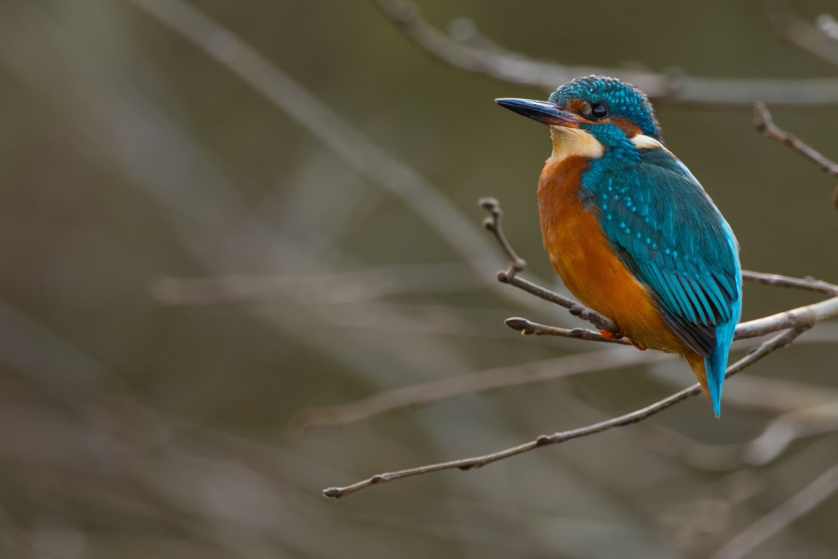 Зимородок Сибирский