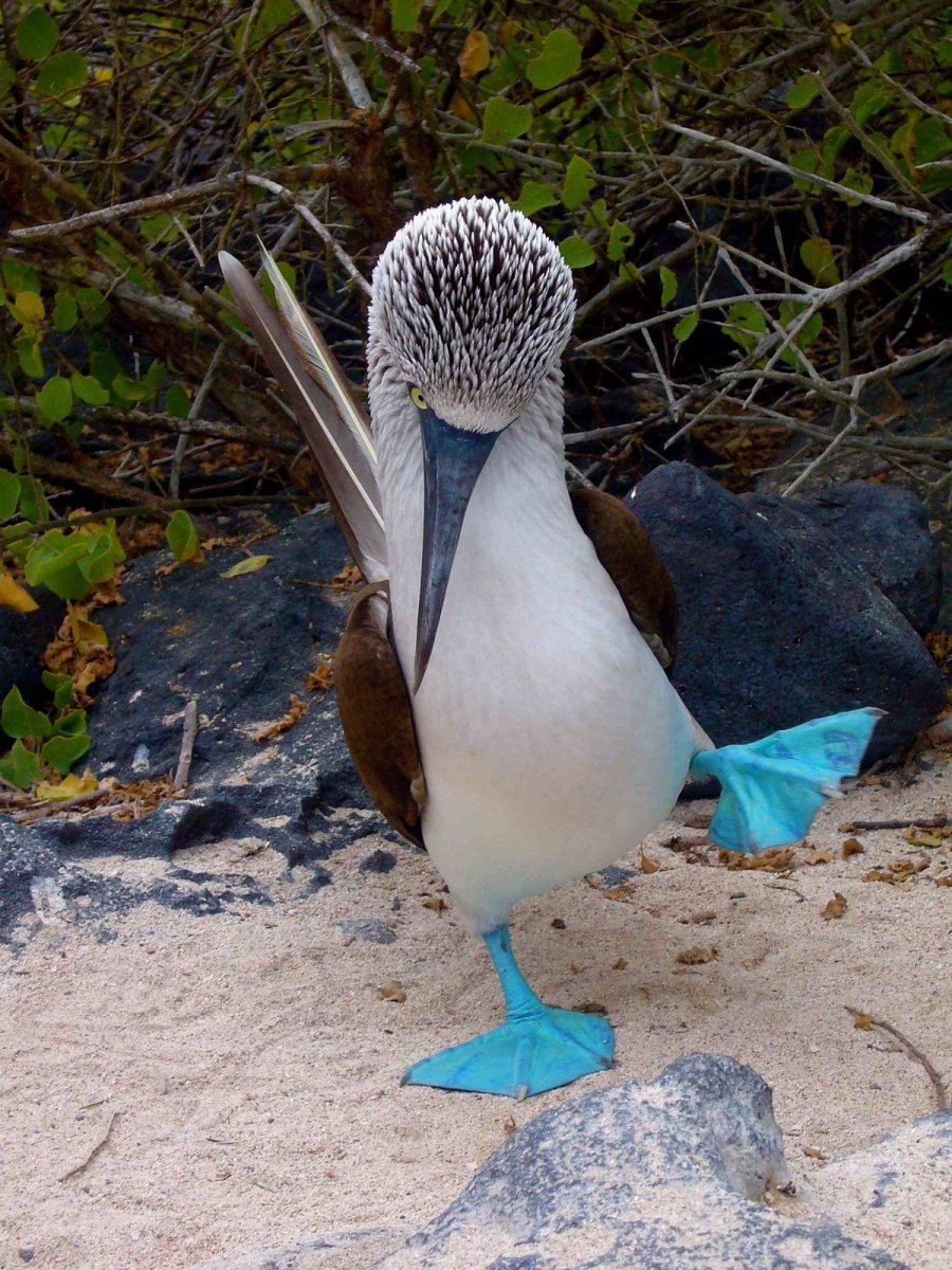 Голубоногая олуша