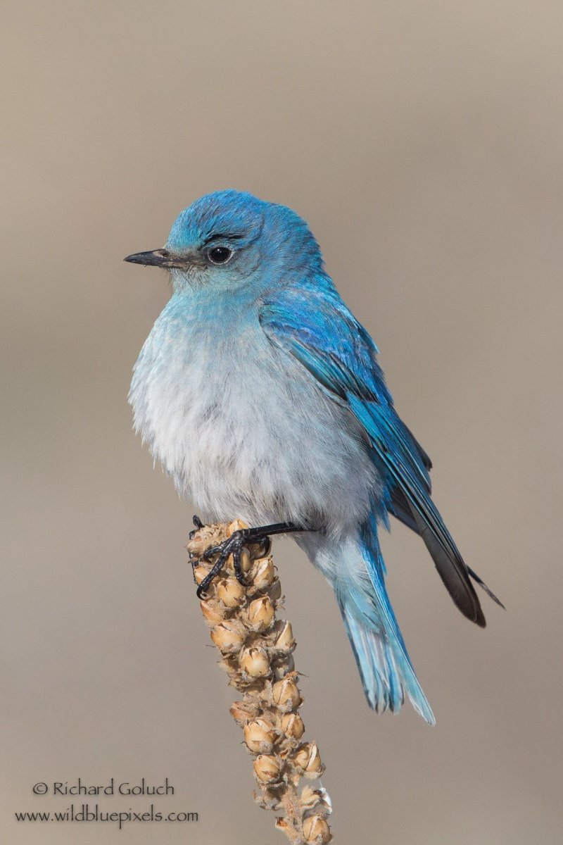 Птица бирюзового цвета