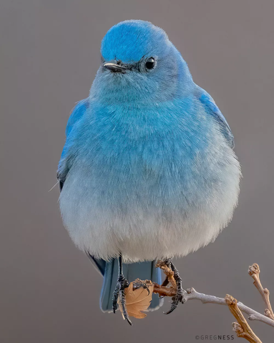 Голубая Горная сиалия