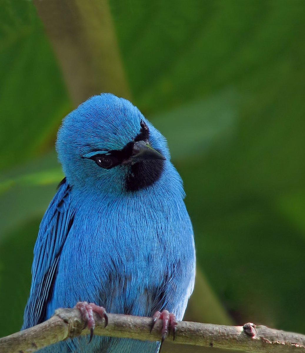 Голубая танагра