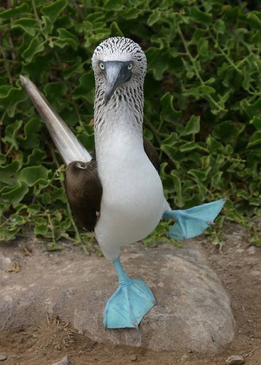 Олуша птица