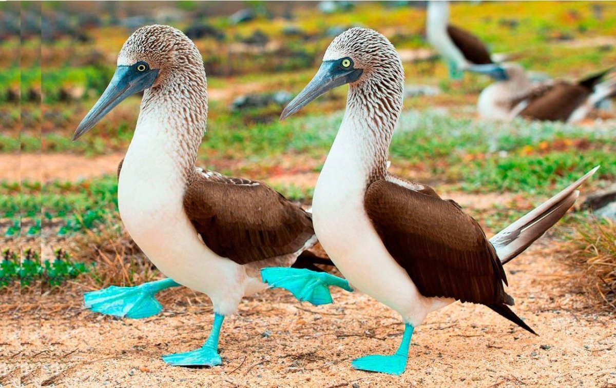 Голубоногая олуша